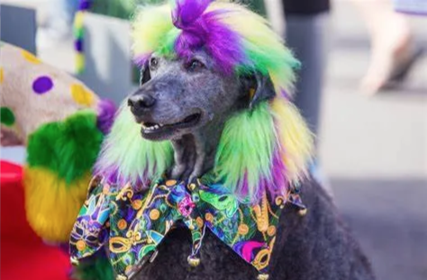 Krewe de Canines